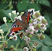 peacock butterfly on brambles