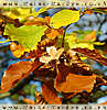 Autumnal Leaves Nut Husk