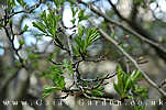 Hawthorn Leaves